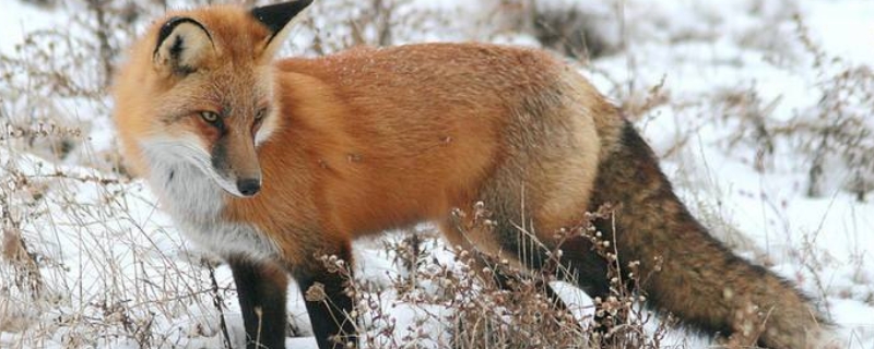 狐狸属于什么科动物
