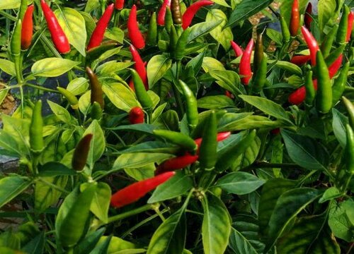 辣椒最辣的是什么品种 世界上比较辣的辣椒品种