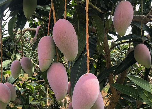 芒果成熟的季节是几月