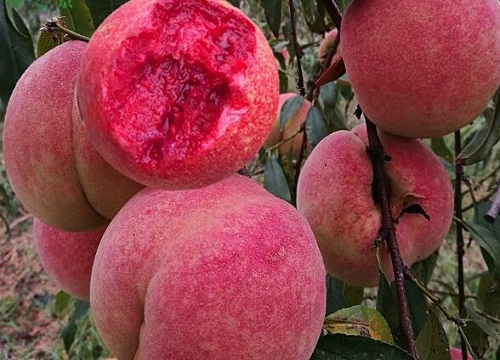 冬桃是什么季节的水果