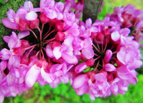 紫荆花的果实有毒吗