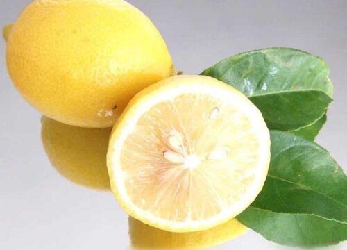 黄柠檬什么季节成熟