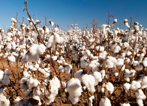 棉花多久成熟 生长期一般多少天