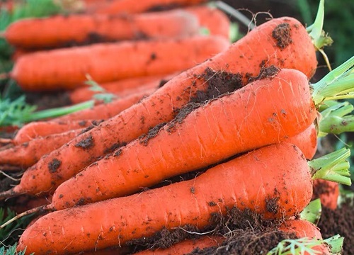 胡萝卜什么季节成熟上市 成熟期是几月份