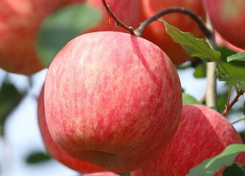 山西运城苹果好吃吗 运城哪个县的苹果最好吃最有名