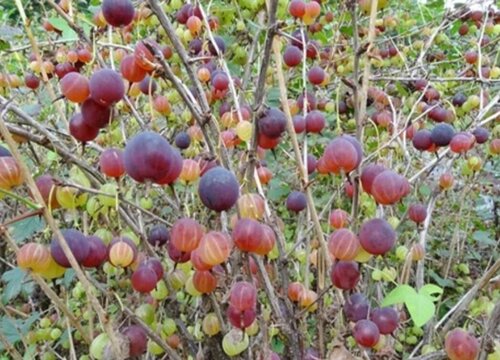 世界上最稀有的水果 比较少见的水果种类排名
