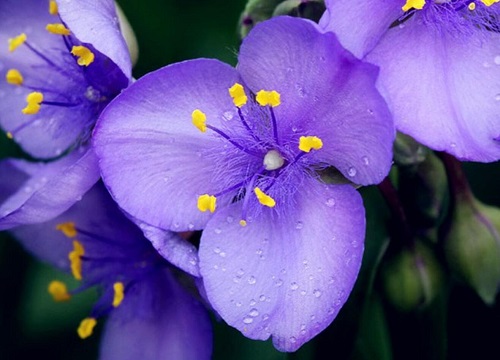 紫罗兰有几种颜色
