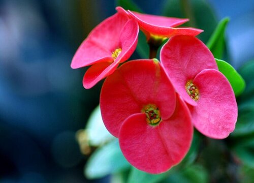 铁海棠什么时候开花 花期是几月到几月