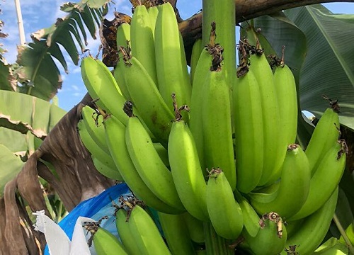 香蕉什么时候开花  一年四季开花吗
