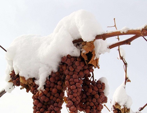 葡萄树怎么过冬天