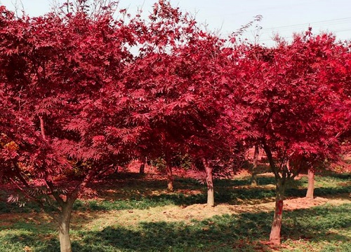 红枫树耐寒多少度
