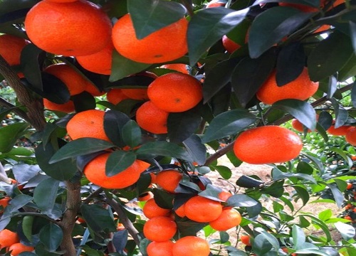 橘子树耐寒吗 冬天越冬能耐多少度低温
