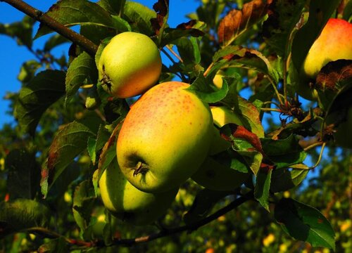 苹果树冬天会冻死吗